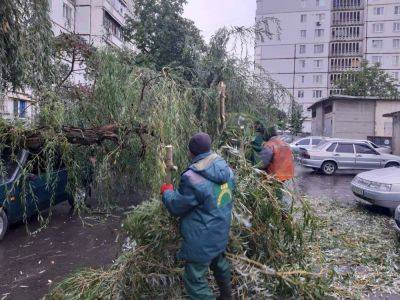 В Харькове ветер валил ветки и деревья: горсовет показал последствия (фото)