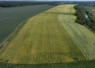Дают тысячи долларов за гектар: озвучены новые цены на землю в Украине