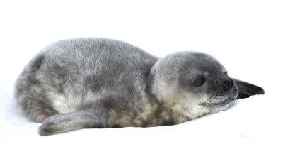 Уже пятеро: украинские полярники показали фото новорожденных тюленят