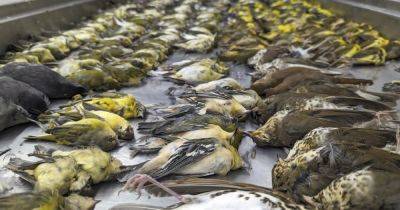 Почти 1000 птиц за день: почему они погибли, объясняют ученые