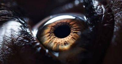 Уколы в глаз уйдут в прошлое: ученые разработали капли, заменяющие пугающую процедуру
