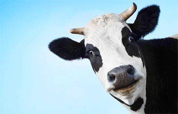 Под Могилевом коровы «выпили» 250 тысяч литров виртуального молока