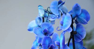Она удивит вас огромными цветами: как правильно ухаживать за орхидеей в холода и как ее поливать
