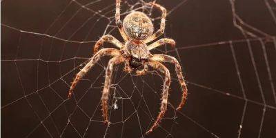 Страх пауков. Ученые обнаружили эффективный метод для борьбы с арахнофобией