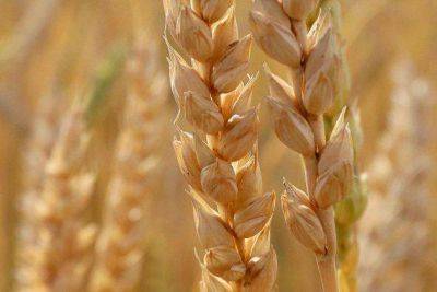 Минсельхоз предложил ввести временный запрет на вывоз твердой пшеницы из России