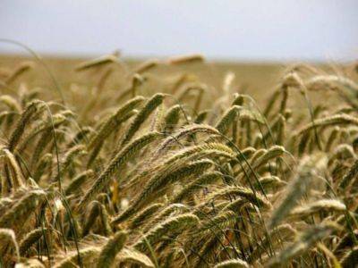 Минсельхоз предложил временно запретить вывоз из РФ твердой пшеницы