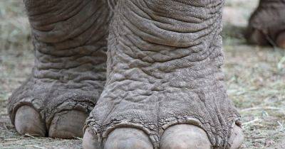 Ушки не только на макушке. Ученые обнаружили, что слоны способны слышать пальцами ног