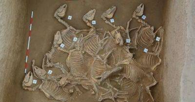 Мертвая кавалькада. В Китае нашли захоронение 150 лошадей, выложенных в ряд (фото)