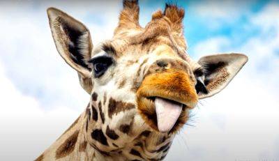 Благородная особь: ученые впервые нашли жирафу без единого пятна. Фото