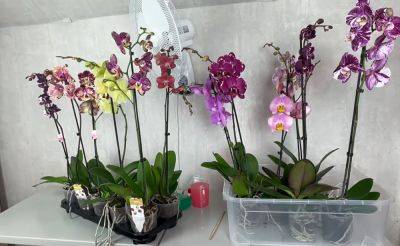 Как правильно выбрать орхидею перед покупкой: это поможет вам приобрести достойное растение, которое вам подойдет