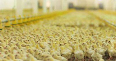 В Узбекистане планируют снизить на 10% себестоимость куриного мяса