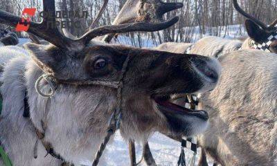 Коренные народы Иркутской области смогут получить деньги на содержание северных оленей