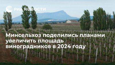 Минсельхоз: в России в 2024 году заложат 6 тысяч гектаров новых виноградников