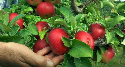 Деревья отблагодарят вас небывалым урожаем: чем подкормить груши и яблони до наступления морозов