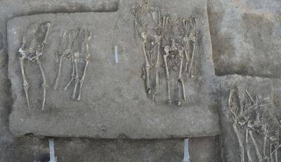 В Китае нашли погребение скелетов без голов – жертвы резни пролежали в земле более 4 тысяч лет