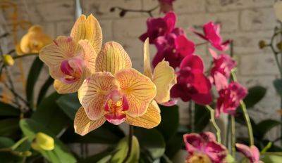 Спасайте цветок, пока еще не поздно: как повысить влажность орхидеи без риска корневой гнили