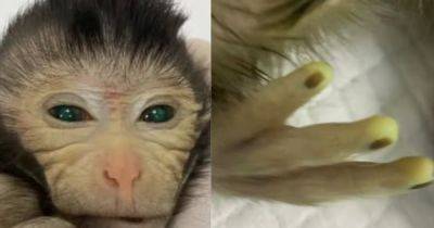 Химера во плоти. Ученые создали "светящуюся" обезьяну с двумя наборами ДНК (фото)