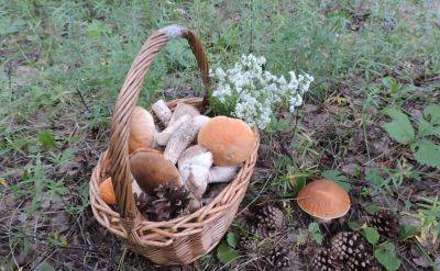 Он занимает половину кухни: украинка похвасталась гигантским грибом, который нашла в лесу