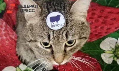 Сколько стоит содержать кота в Екатеринбурге