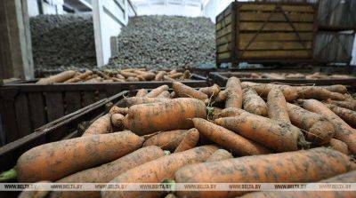 В Беларуси убрано более 174 тыс. тонн овощей