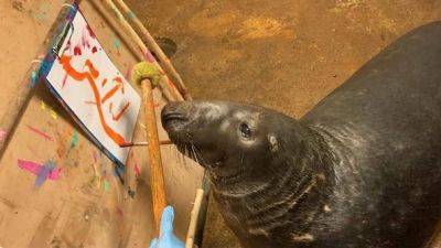 Тюлень из Калининградского зоопарка рисует для борьбы со стрессом