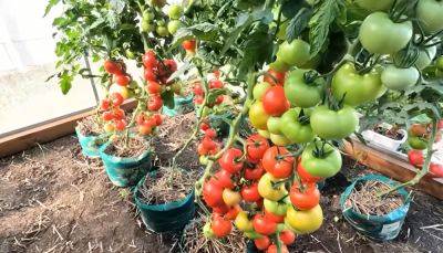Урожай вас удивит: как в ноябре посадить помидоры, чтобы не заморачиваться с рассадой