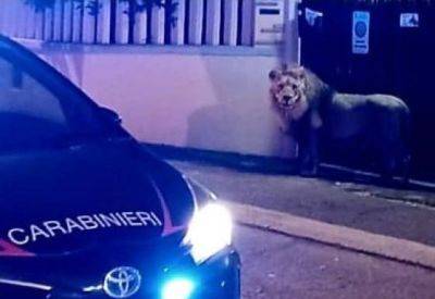 В Италии лев сбежал из цирка и 6 часов гулял по улицам квартала