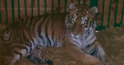 Не может встать на лапы: из-за удара РФ по Киеву пострадала тигрица Тигрюля (видео)