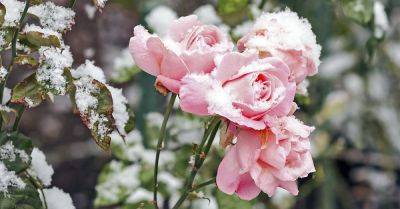 Бутоны будут размером с кулак: как правильно подготовить розы к зиме