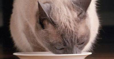 Могут ли кошки пить молоко и нужно ли им это: ученые дали ответ