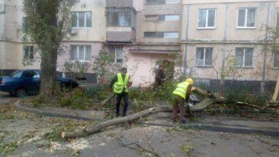 В Одессе снова деревопад – фоторепортаж | Новости Одессы