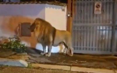 Появилось видео беглого льва в Италии