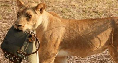 Лев - В Африке львы покутили на 1800 долларов и поигрались в iPad - cxid.info - Намибия