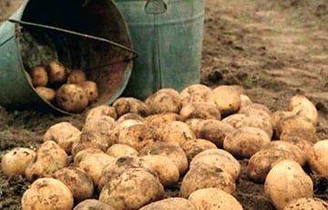 У белорусов перестали покупать картошку