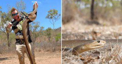 Джеймс Кук - "Святой Грааль" змееловов: одна из самых ядовитых змей пробралась в университет Австралии (фото) - focus.ua - Украина - Австралия - Гвинея