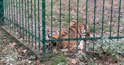 "Ничего не ест": стало известно о состоянии тигрицы, пострадавшей от ракетного удара (видео)