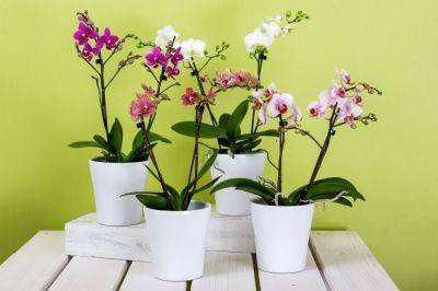 Что нужно сделать, если орхидея долго не цветет: простые хитрости