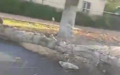 Трагедия в Янгихаётском районе: дерево упало на авто, пассажирка погибла