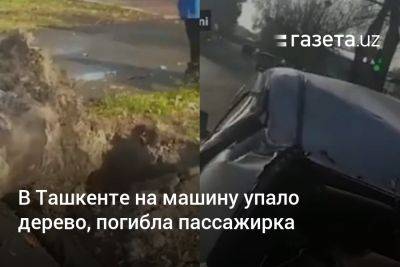 В Ташкенте на машину упало дерево, погибла пассажирка - gazeta.uz - Узбекистан - Ташкент - район Янгихаетский