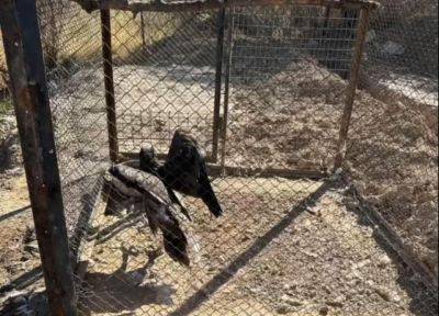 Представители Mehr va Oqibat проинспектировали частный зоопарк в Паркенте, на который жалуются местные жители. Видео