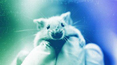 Мнение: эксперименты на животных не спасут нас от диабета