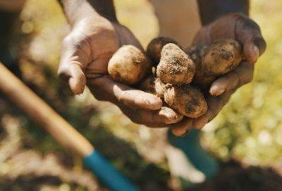Проверенные хитрости: как спасти картофель, если он начал прорастать или подгнивать в погребе