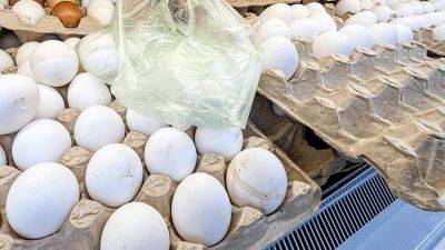 В РАНХиГС рассказали о влияющих на стоимость куриных яиц факторах