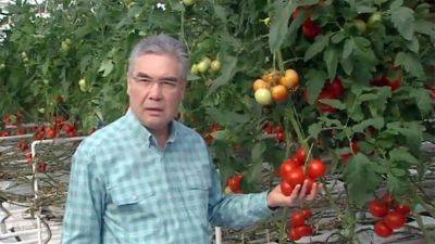 Фермеры Казахстана опасаются банкротства из-за дешевых томатов из Туркменистана