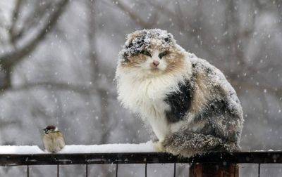В Украине прогнозируют сильное похолодание и снег