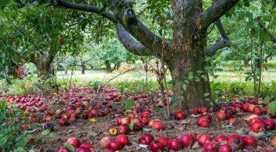 Хватит и на сок, и на варенье: какие растения нужно посадить под яблоней, чтобы улучшить урожай