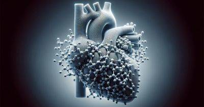 Путь к сердцу. Ученые разгадали неизвестные процессы управления сердечной мышцей