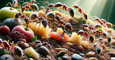 Гастрономические вундеркинды: больные муравьи способны выбирать пищу, лечащую заболевания