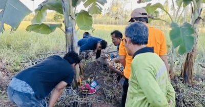 Творит чудеса: тайцы открыли удивительные свойства бананового дерева (фото)