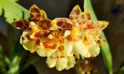 Как помочь орхидее отрастить новые корни: это поможет растению окрепнуть и оживиться
